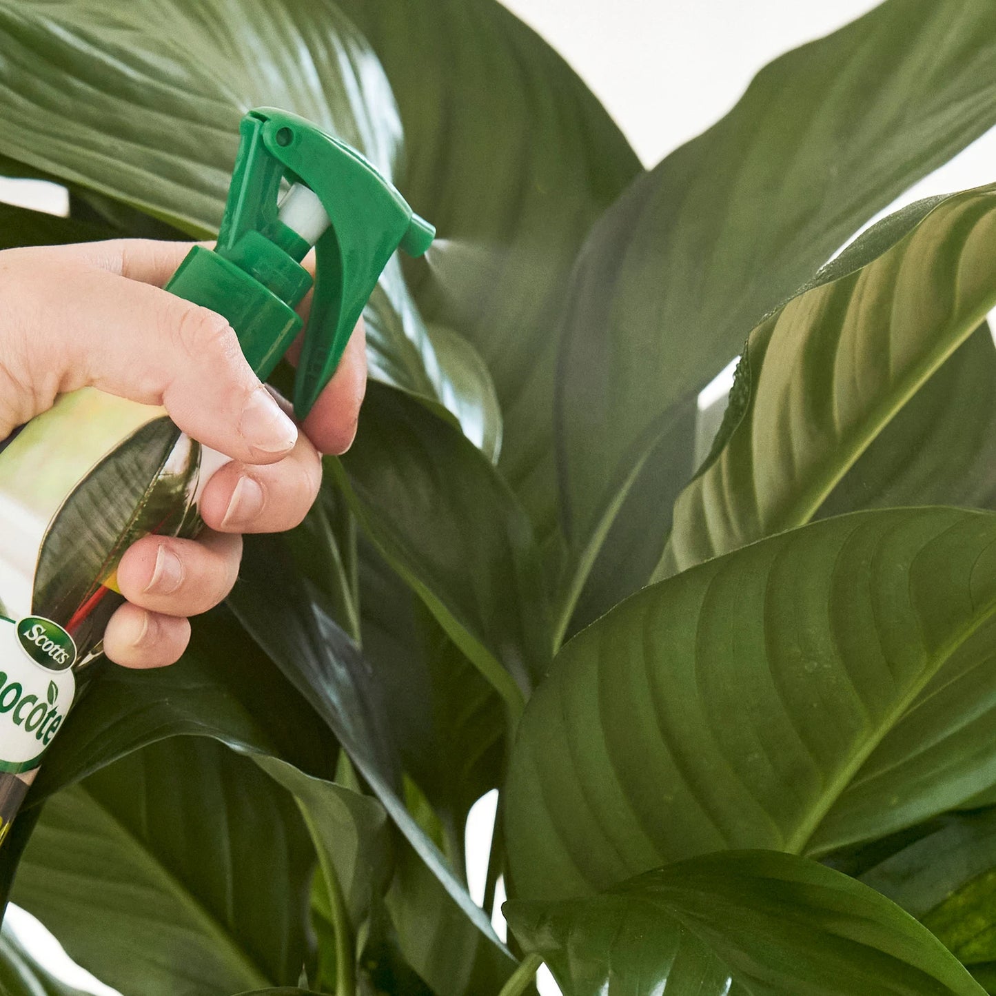 Scotts Osmocote 236ml Mist+Feed for Indoor Plants - Fast-Absorbing, Odourless, All Year Use