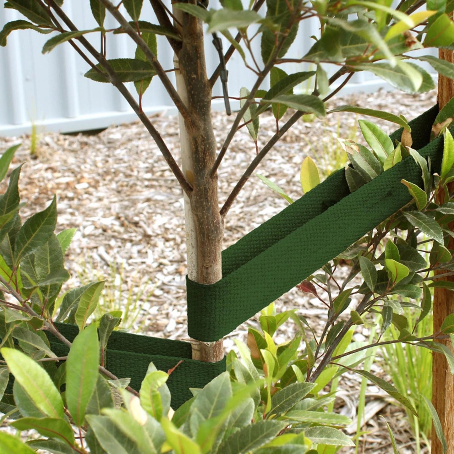 Jack Green Heavy Duty Tree Webbing Plant Ties, 45mm x 50m, UV Protected, Durable Support
