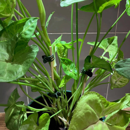 Jack Decorative Orchid Clips 20 Pack - Secure, Spring-Loaded, Gentle Plant Support