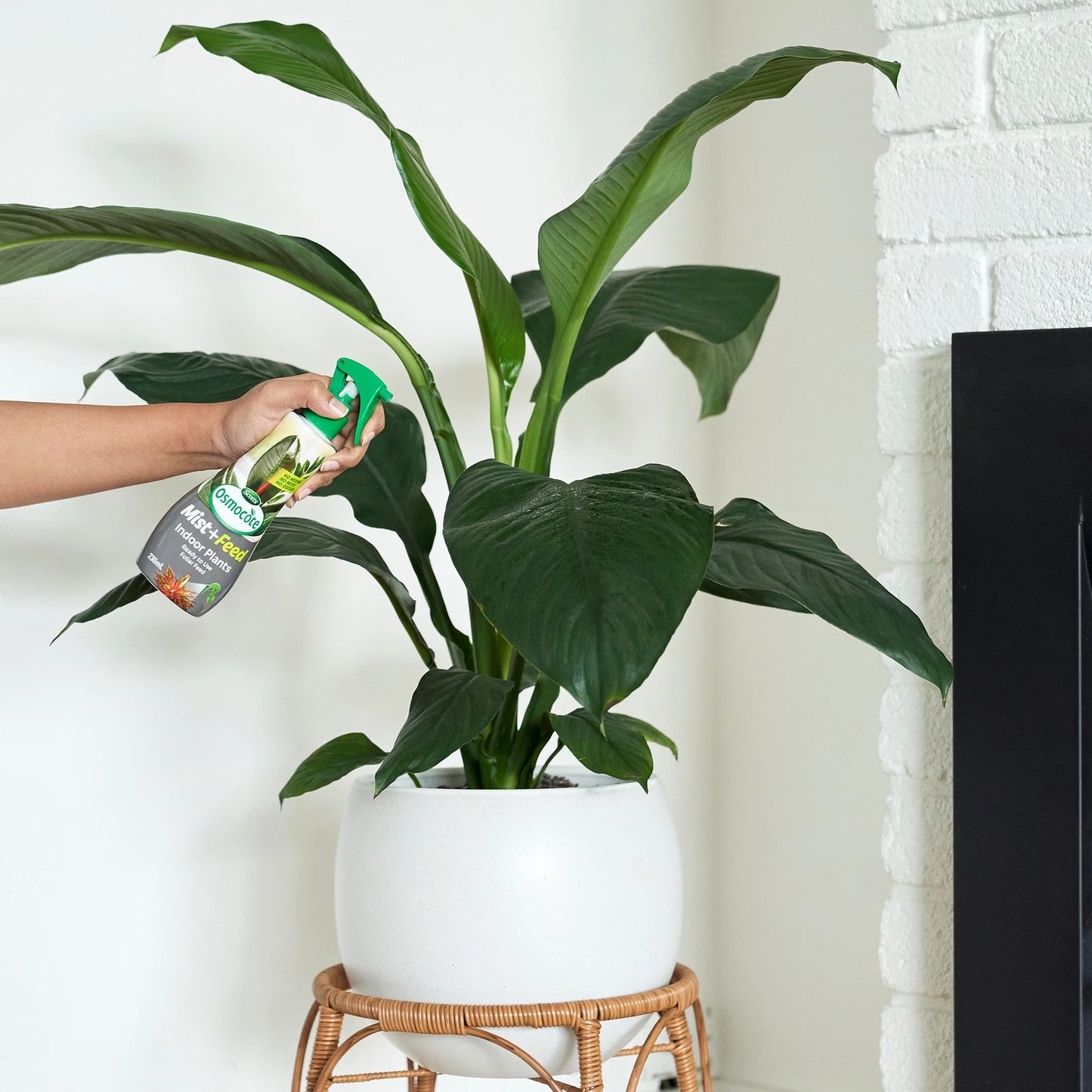 Scotts Osmocote 236ml Mist+Feed for Indoor Plants - Fast-Absorbing, Odourless, All Year Use