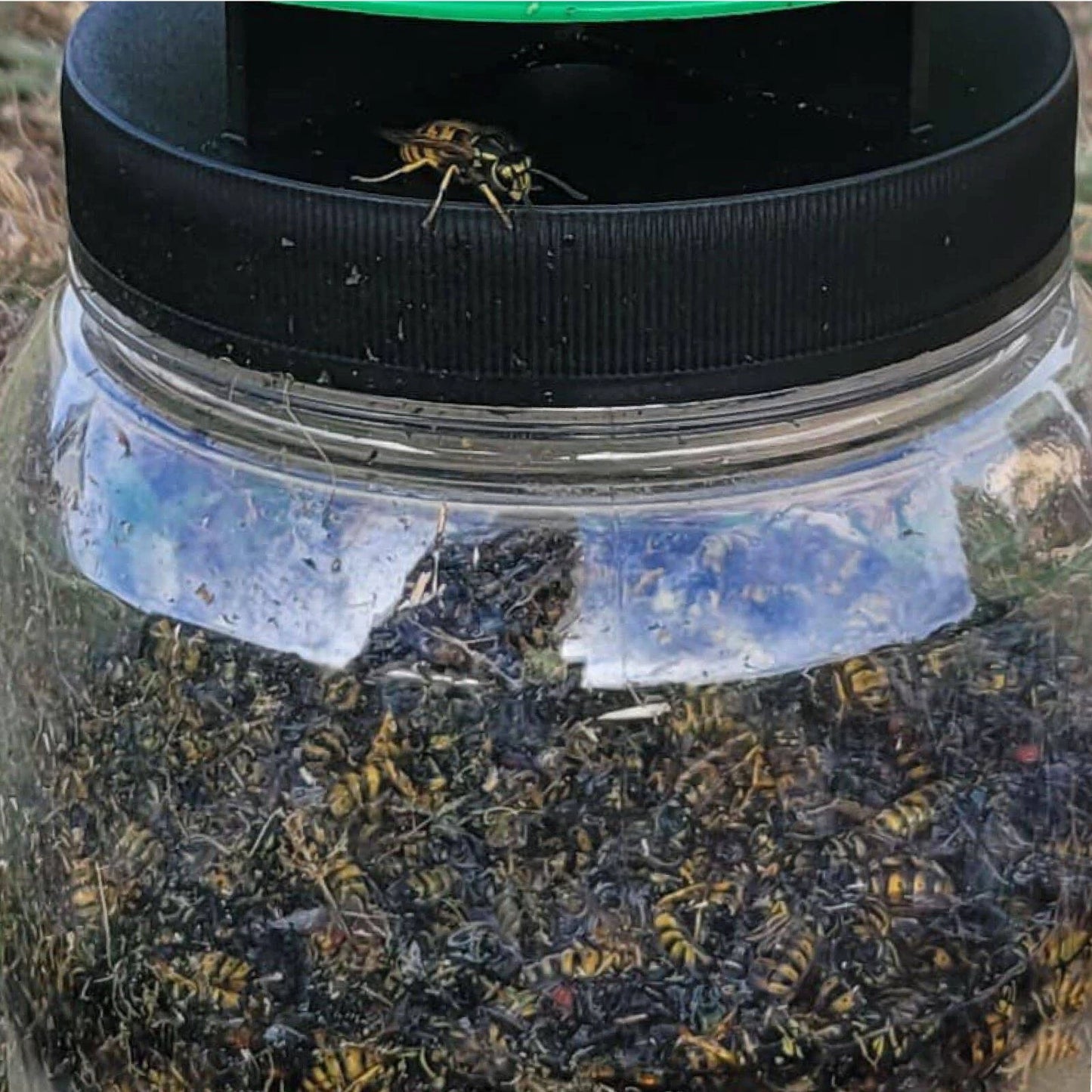 Envirosafe European Wasp Trap - Non-Toxic, Rapid Activation, Outdoor Use