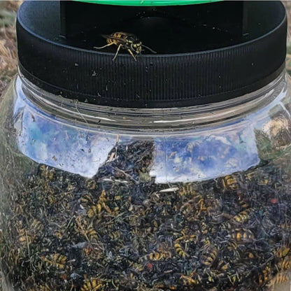 Envirosafe European Wasp Trap - Non-Toxic, Rapid Activation, Outdoor Use