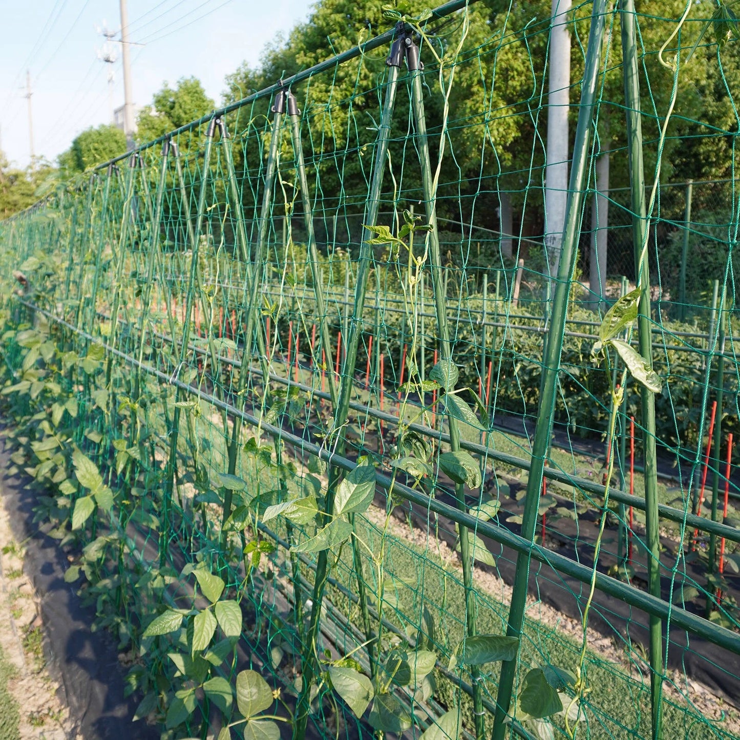 Jack Trellis Netting 1.8x2.7m for Climbing Plants, Easy Install, 150x150mm Grid