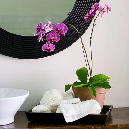 Jack Decorative Orchid Clips 20 Pack - Secure, Spring-Loaded, Gentle Plant Support