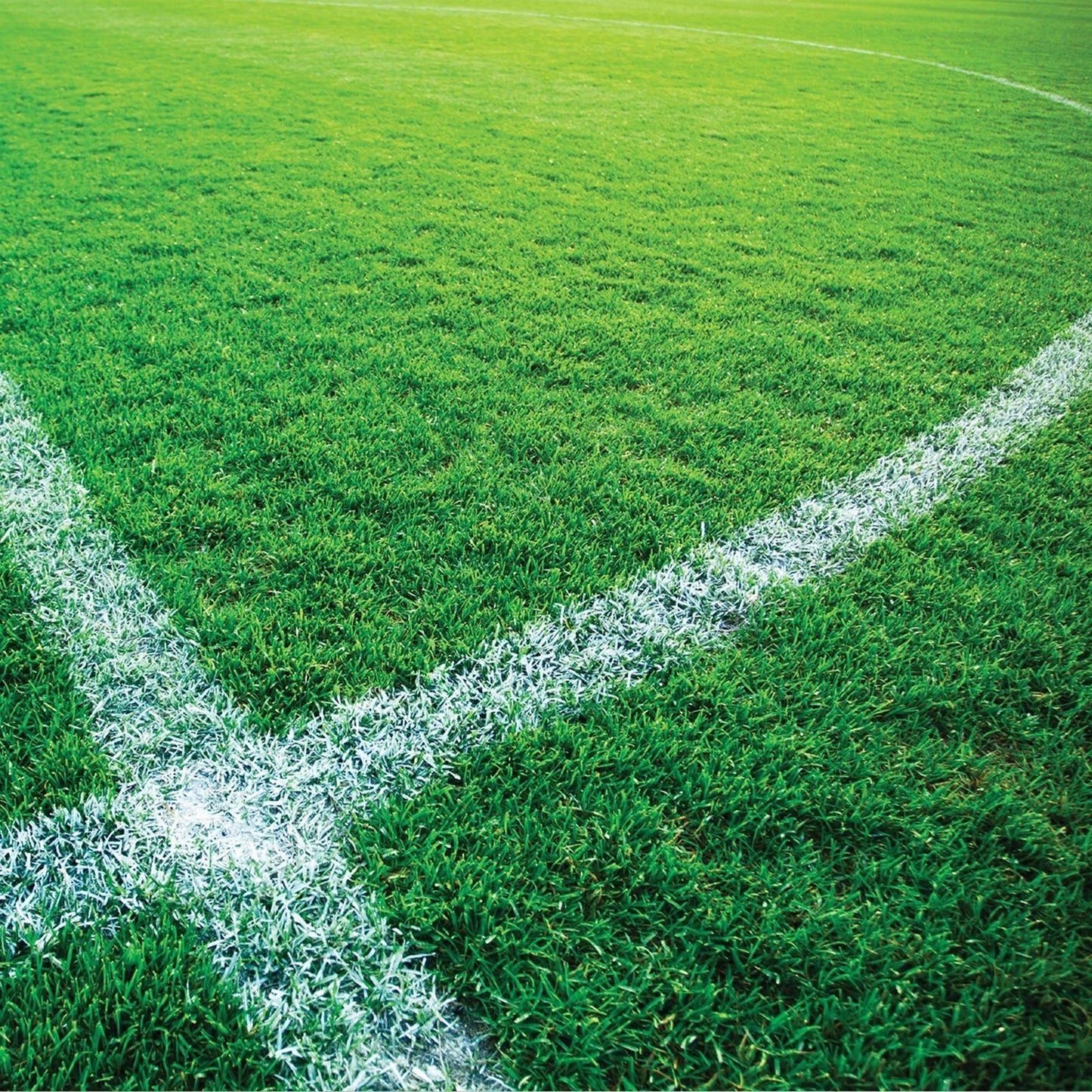 Dy-Mark 500g White Turf Master Fast-Drying Grass Marking Paint, UV & Waterproof