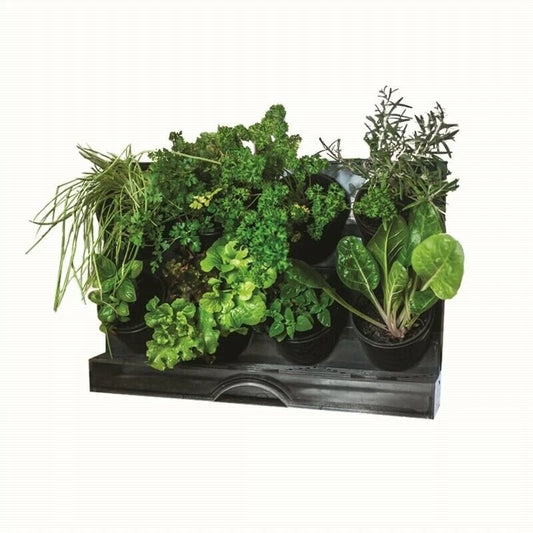 Holman Benchtop Greenwall Garden with Inbuilt Tray & Eight Pots for Small Spaces