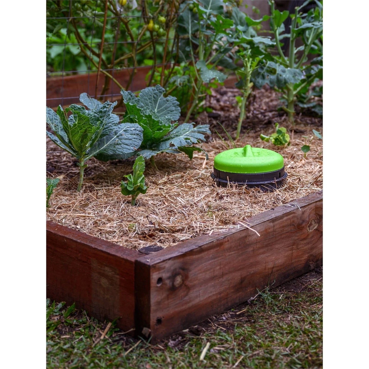 Tumbleweed Worm Buffet In-Ground Worm Farm, 26L, Efficient Waste Recycling, Green