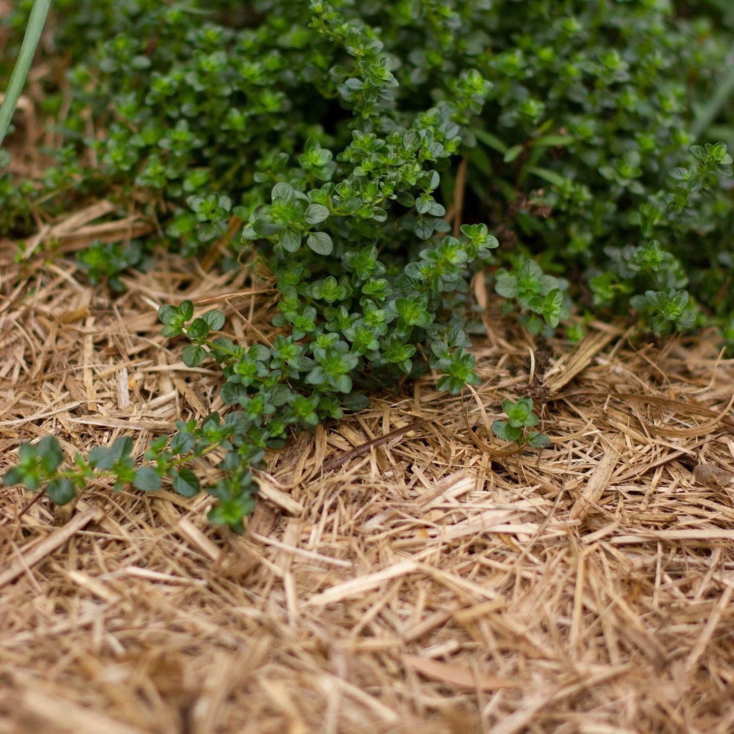 Oreco Sugar Cane Mulch 26m² - Moisture Retention, Weed Suppression, Eco-Friendly