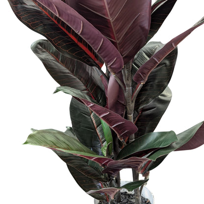 UN-REAL 67cm Artificial Burgundy Rubber Plant - Indoor, Low Maintenance, Realistic Foliage