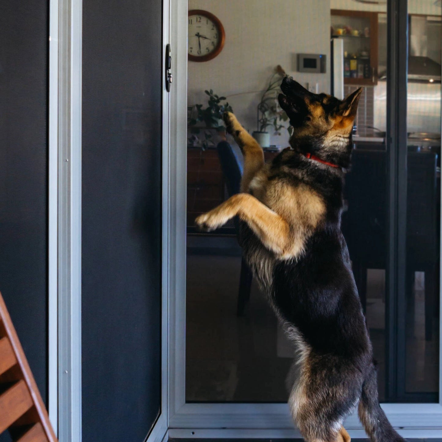 Cyclone Pet Mesh™ Flyscreen 910mm x 6m - Durable, Pet-Friendly, Weather Resistant