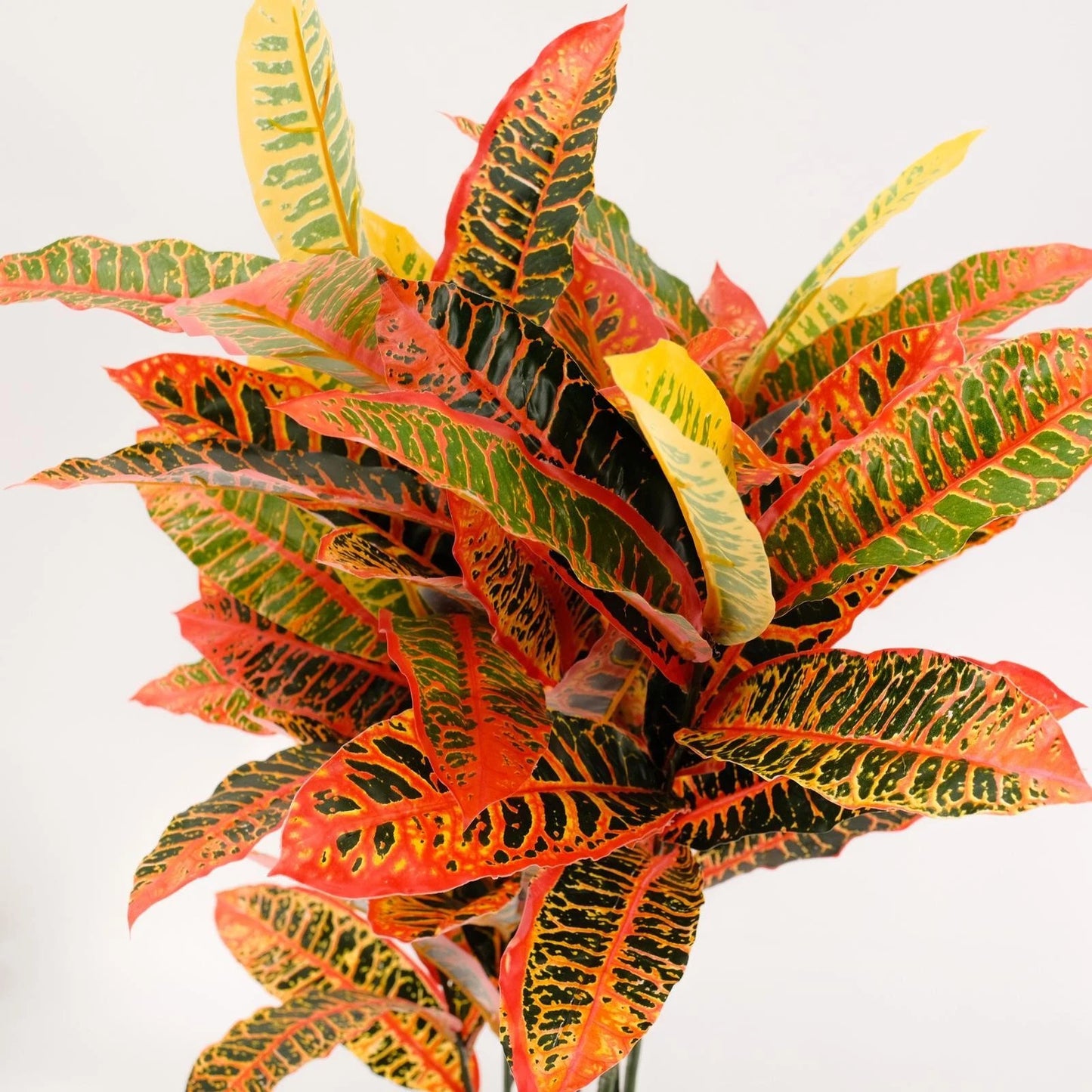 UN-REAL 95cm Artificial Petra Croton Tree - Vibrant Multicoloured Foliage, Low Maintenance