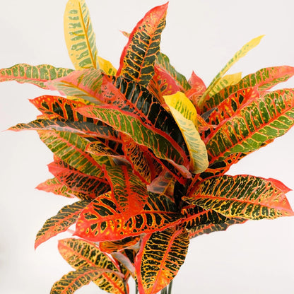 UN-REAL 95cm Artificial Petra Croton Tree - Vibrant Multicoloured Foliage, Low Maintenance