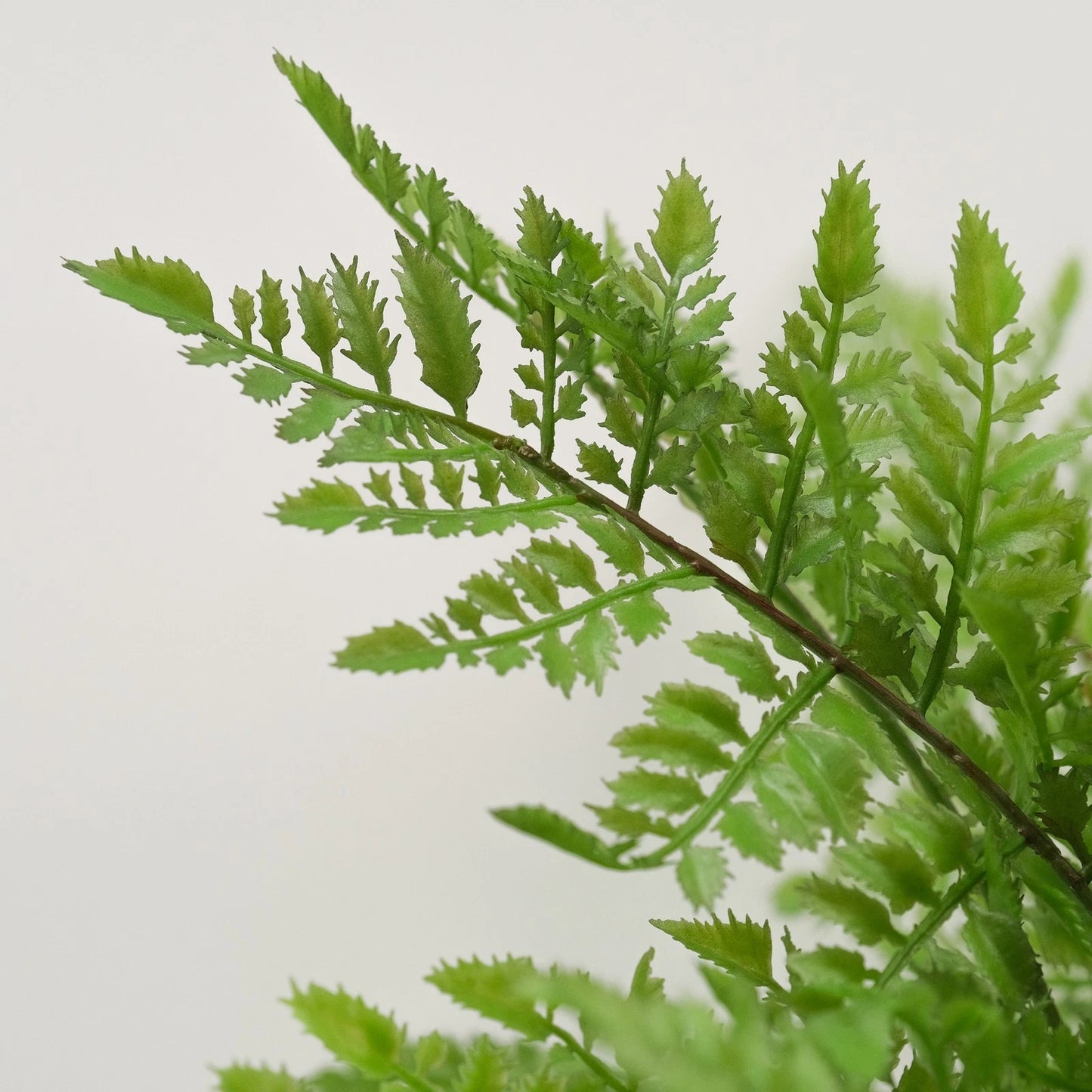 Artificial Rabbit's Foot Fern 35cm - Lifelike Faux Plant with Furry Rhizomes, No Maintenance