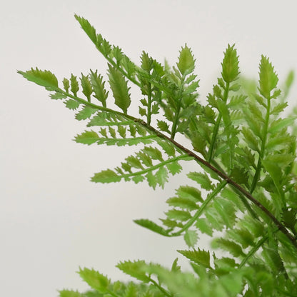 Artificial Rabbit's Foot Fern 35cm - Lifelike Faux Plant with Furry Rhizomes, No Maintenance