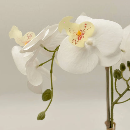 Un-Real 38cm White Artificial Orchid Flowers in Decor Pot - Elegant, Low Maintenance Decor