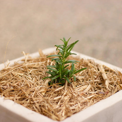 Oreco Sugar Cane Mulch 26m² - Moisture Retention, Weed Suppression, Eco-Friendly