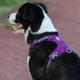 Lightweight 3M reflective Harness Purple S | Auzzi Store