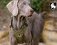 Lightweight Harness Army Green M | Auzzi Store
