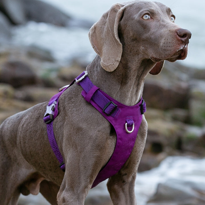 Lightweight Harness Purple 2XS | Auzzi Store