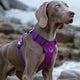 Lightweight Harness Purple XS | Auzzi Store