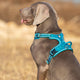 No Pull Harness Blue S | Auzzi Store
