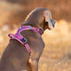 No Pull Harness Purple M | Auzzi Store