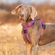 No Pull Harness Purple XL | Auzzi Store