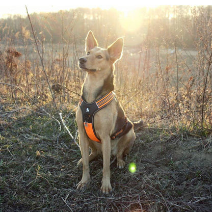 Reflective Heavy Duty Harness Orange L | Auzzi Store