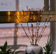 LED Light Bunch Stem - Warm White BATTERY fairy lights - 50cm high 20 bulbs/petals – view 4