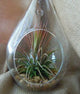 4 Pack of Hanging Clear Glass Tealight Candle Holder Tear Drop Pear Shape - 12cm High - Terrarium Plant Mini Garden Holder Decor – view 4